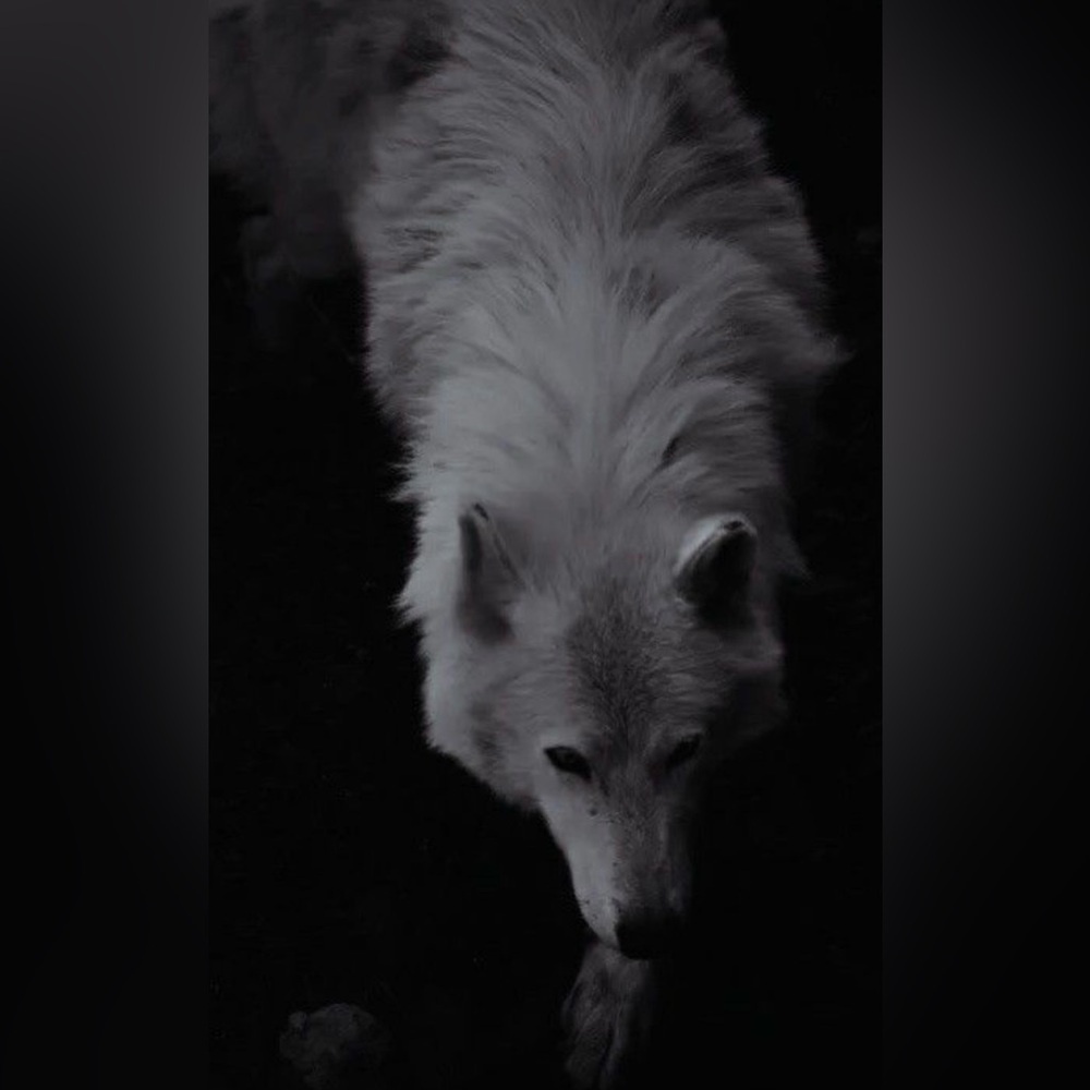 🖤 LIVE SHOW LISTING 🖤